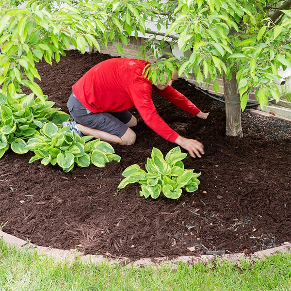 you can select from a variety of mulch options for mulch installation, including wood chips, pine straw, or rubber mulch